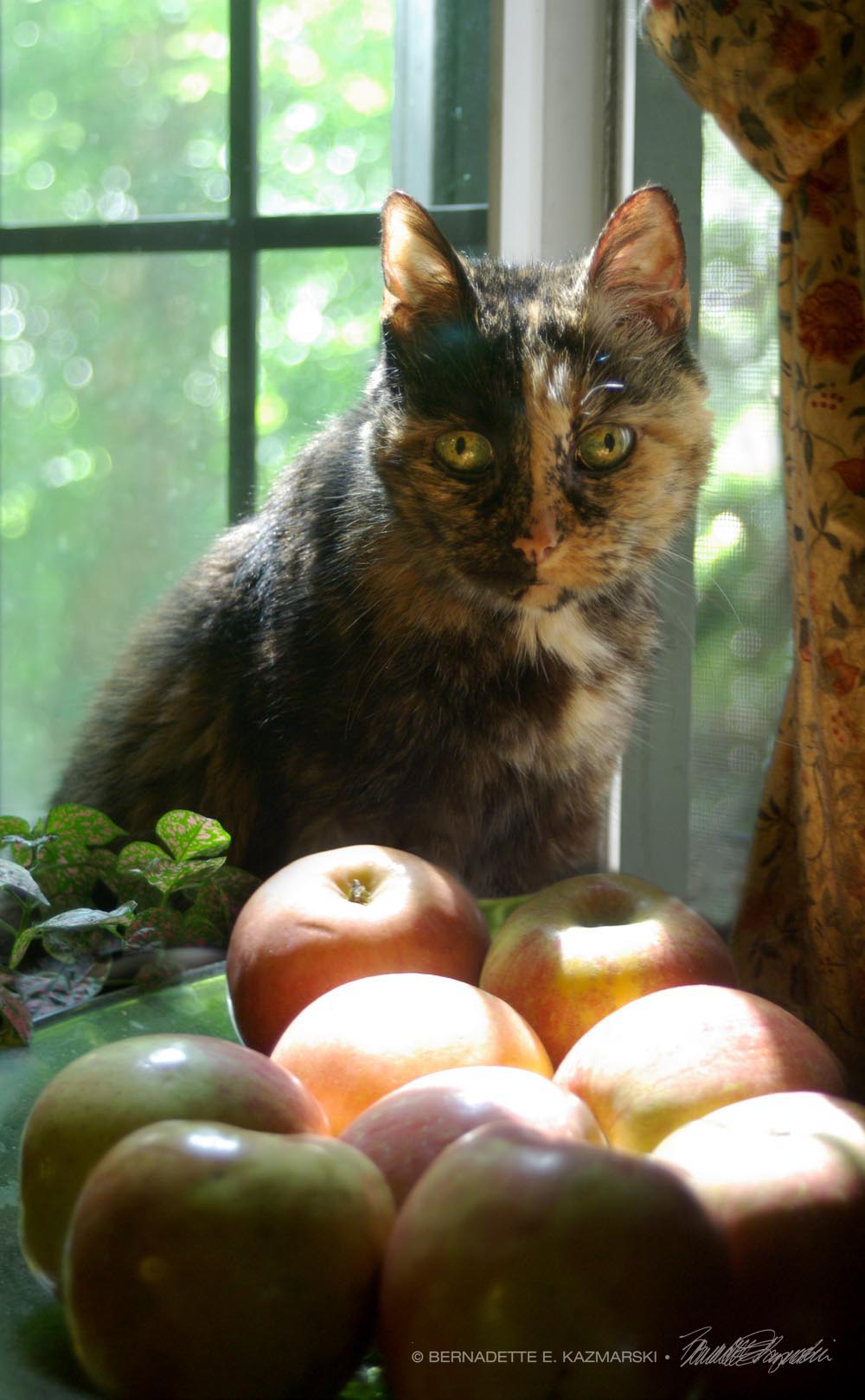 tortoiseshell cat with apples