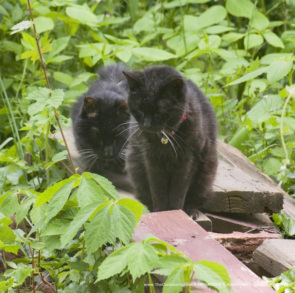 two black cats in garden