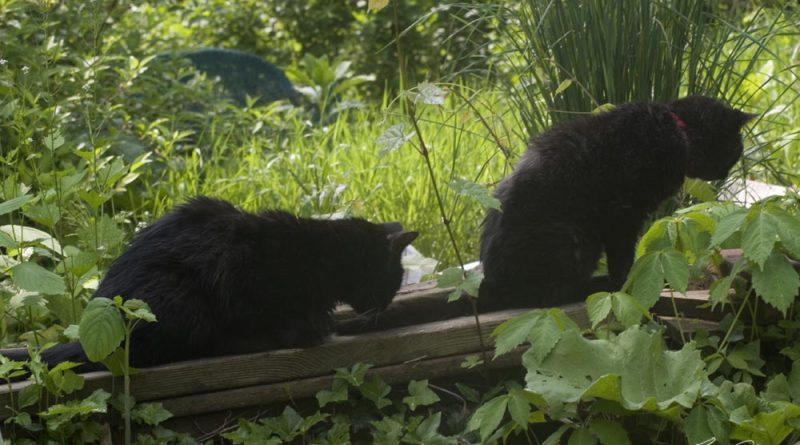 two black cats in garden