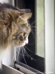 tabby and white cat at window