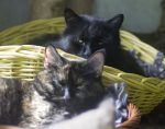 two cats in baskets
