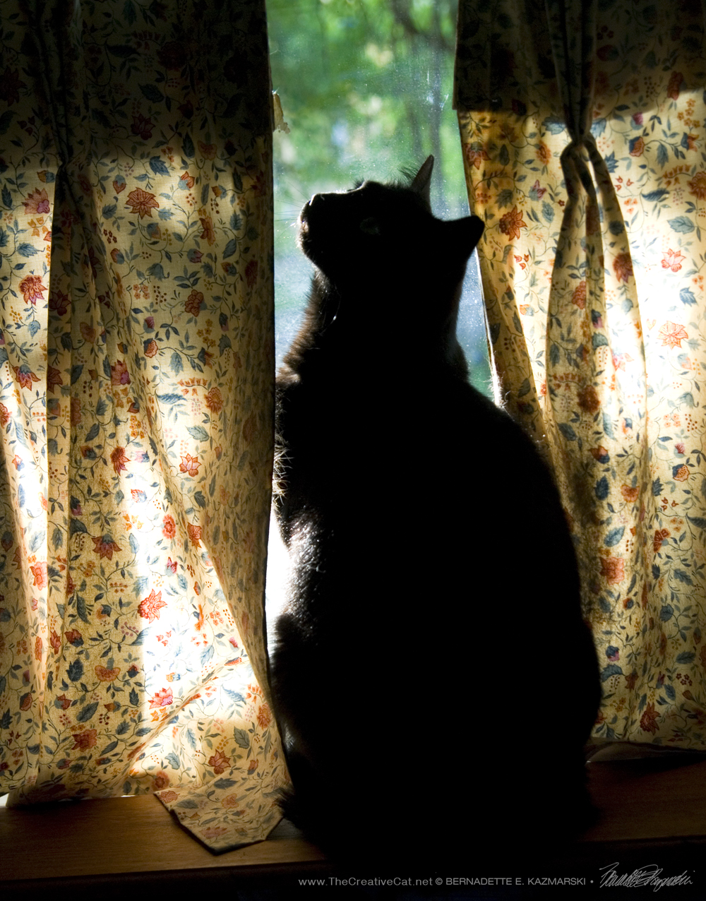 Dramatic lighting with the curtain and Bella.