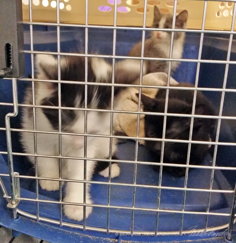 four kittens in carrier