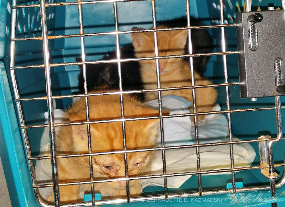 three kittens in carrier