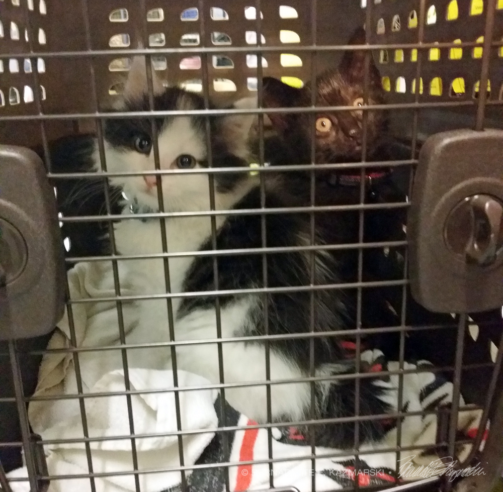 two kittens in carrier
