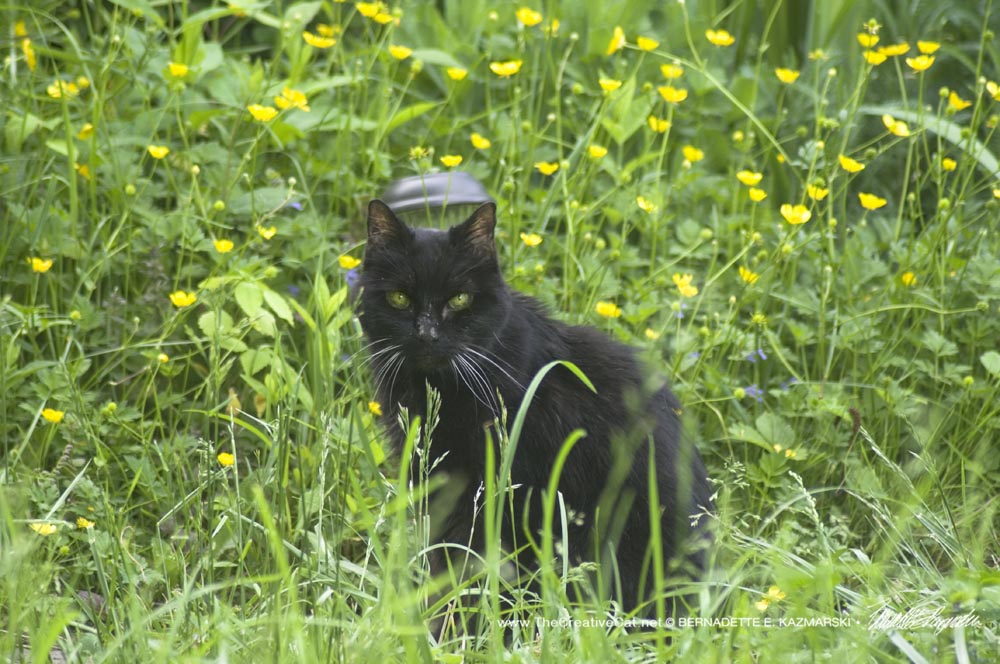 black cat in flowers