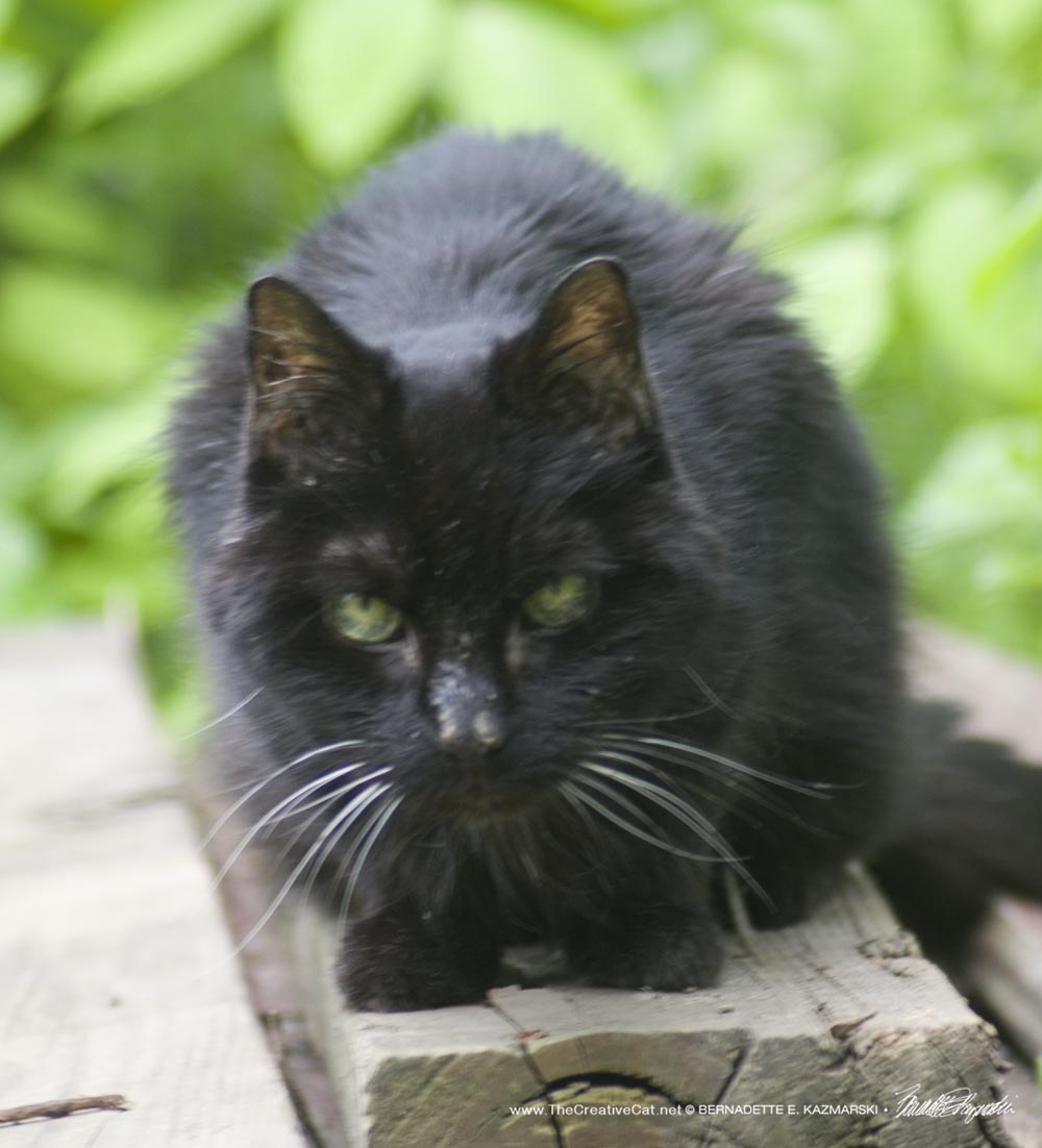 black cat on wood pile