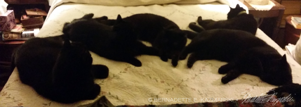 five black cats on bed