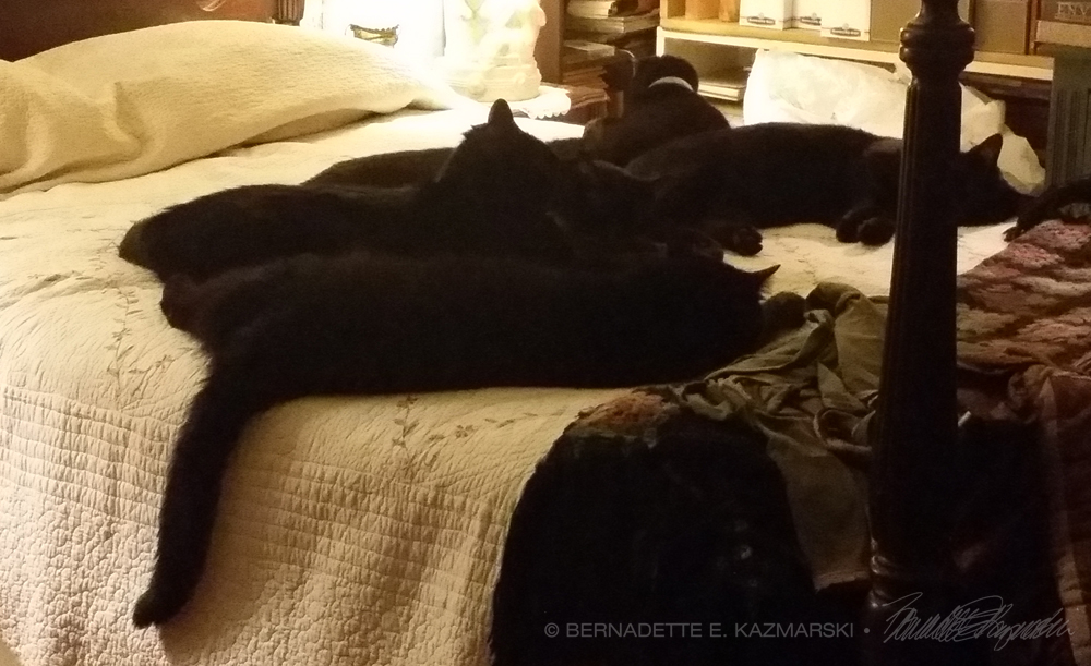 five black cats on bed