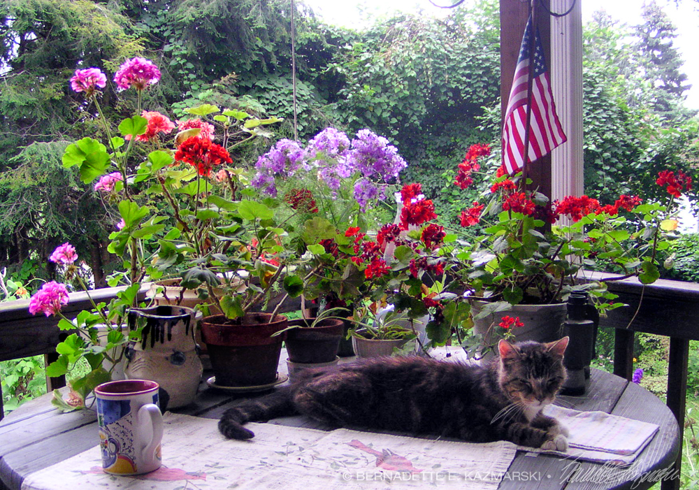 cat and flowers and flag