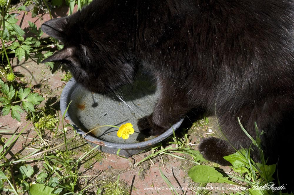 black cat in water bowl