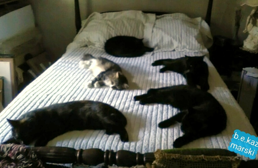 five cats on bed