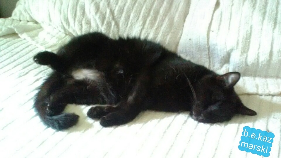 black cat belly