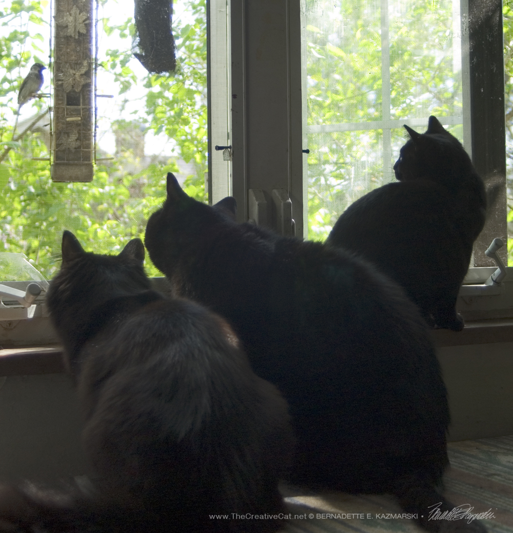 Basil, Mewsette and Bella are locked in.