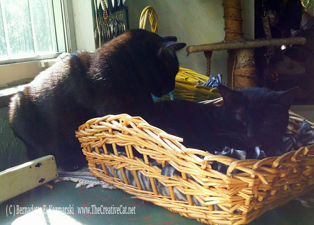 Bean in the Basket.