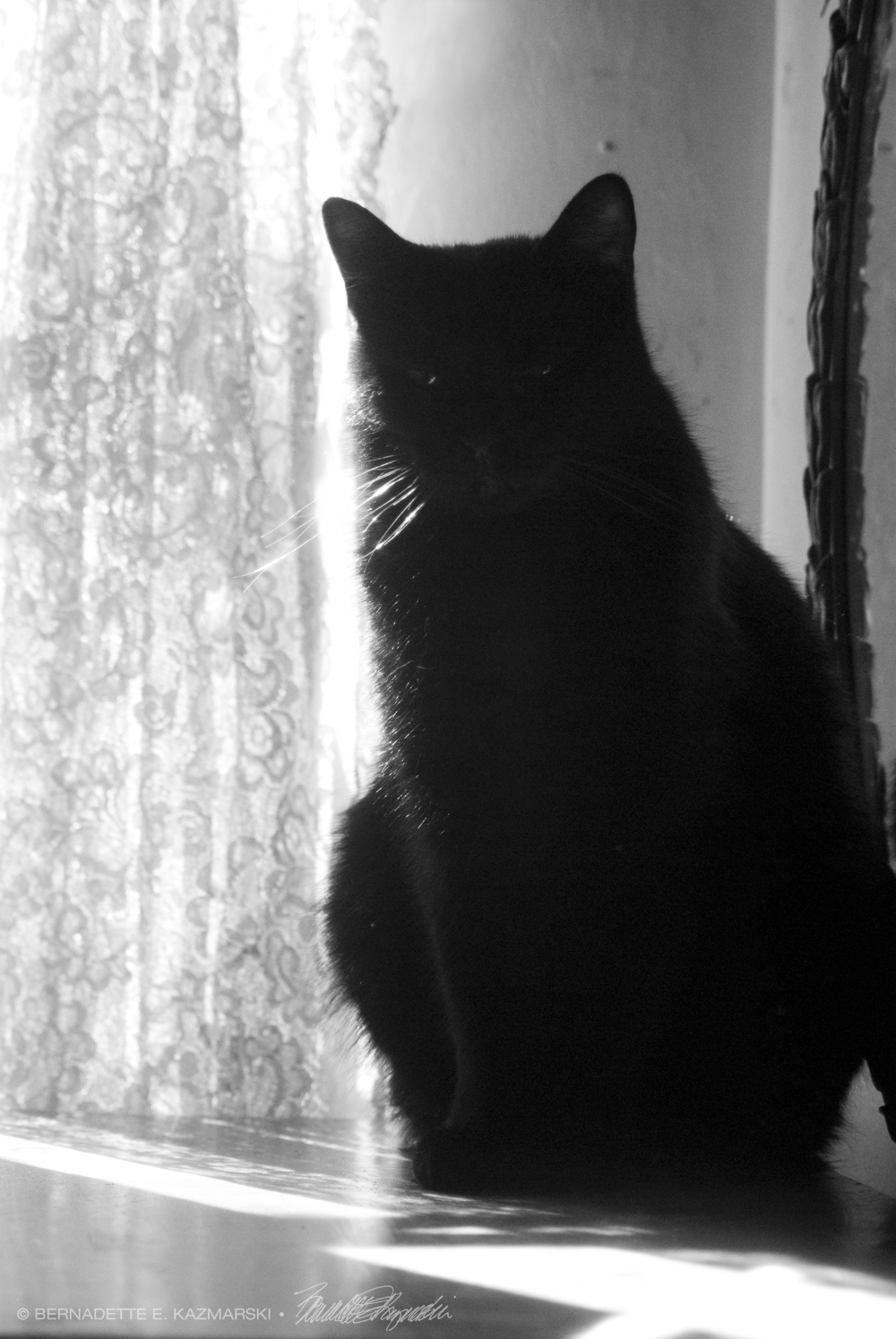 black cat in silhouette against lace curtain