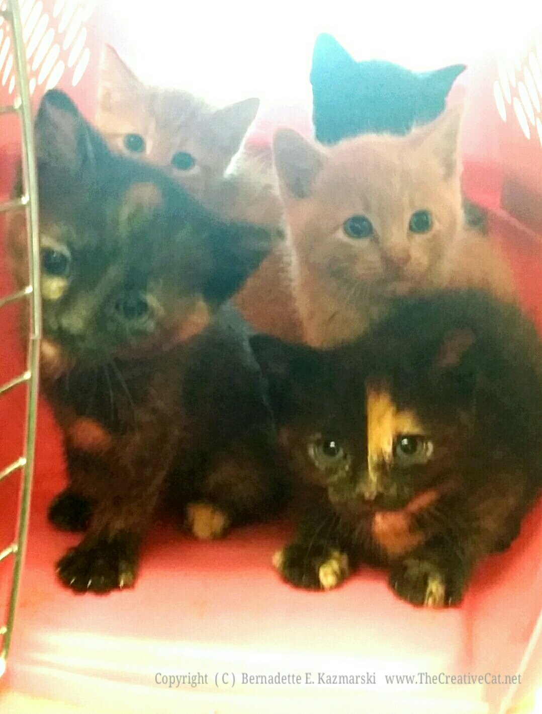 Five kittens from one place.