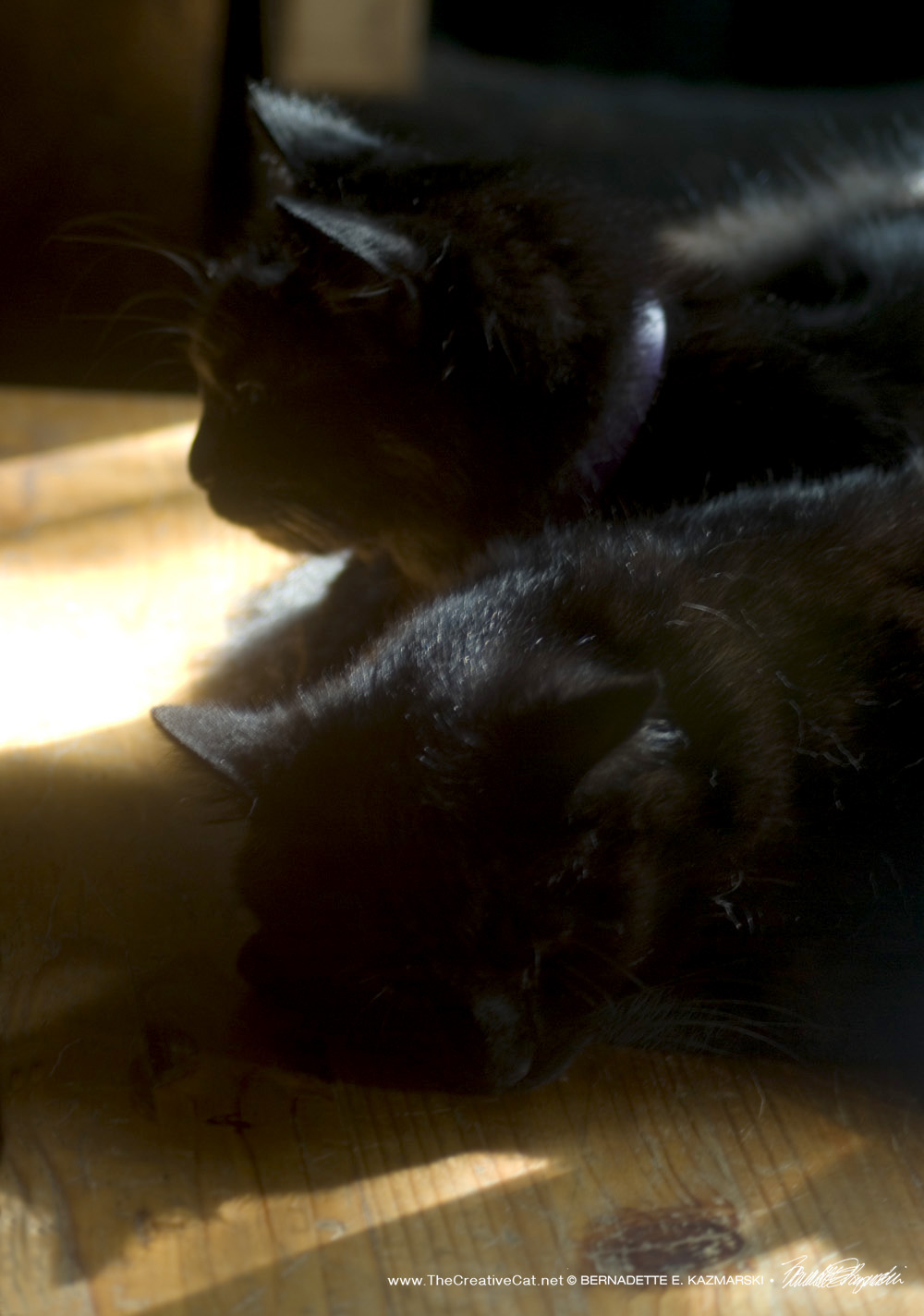 Basil and Bella have a good nap in the sun, on sunnier days.