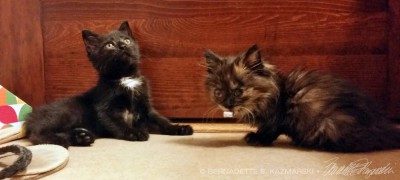 black kitten and tortoiseshell kitten