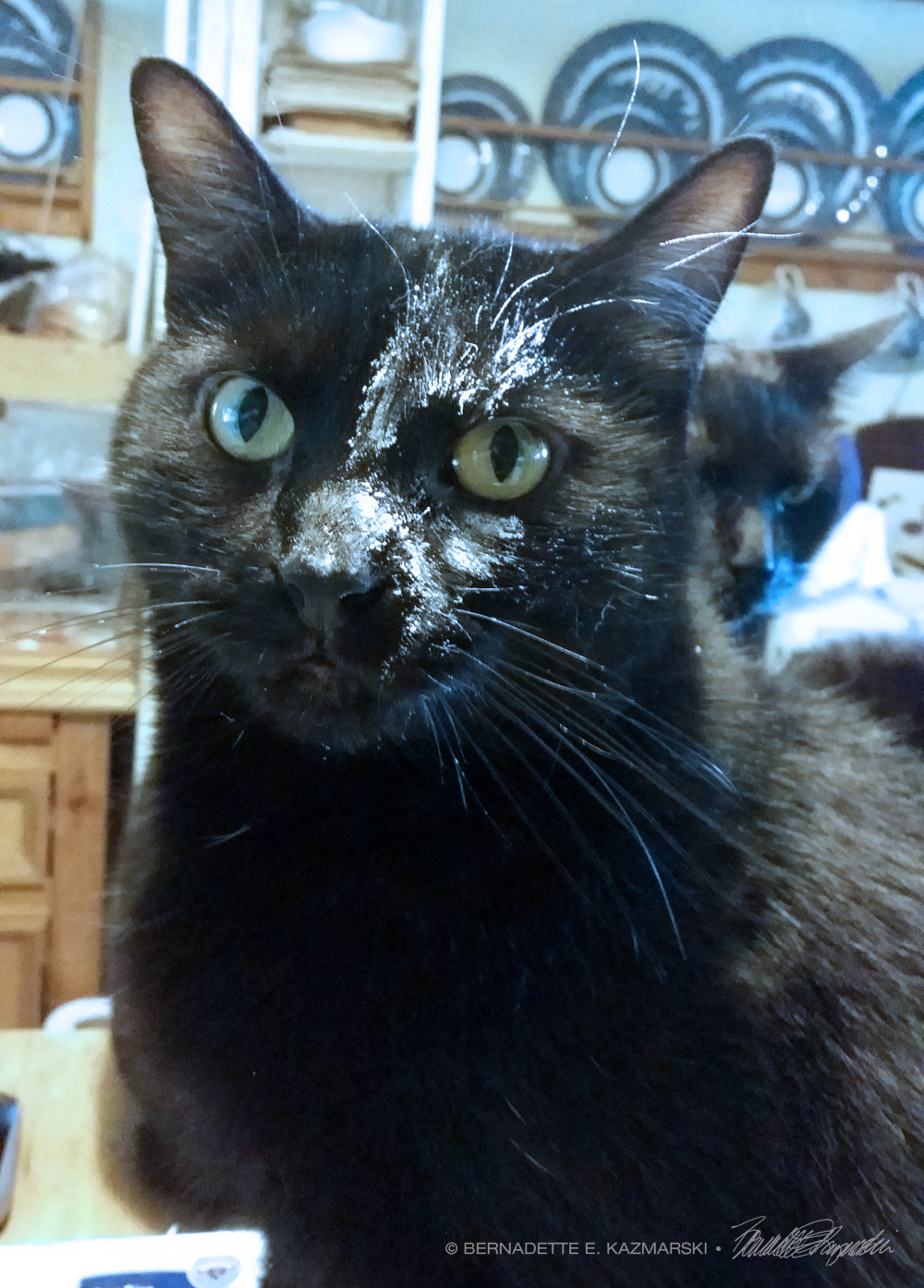 black cat with flour on face