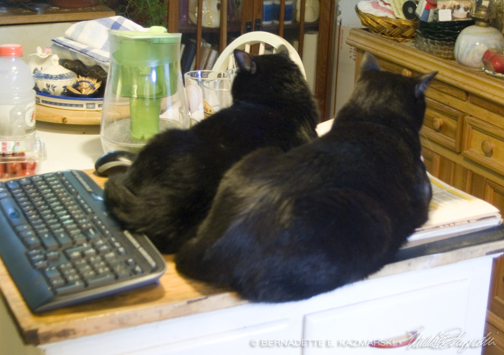 Two black cats on cookbook.