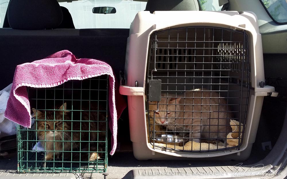 two cats in carriers in car