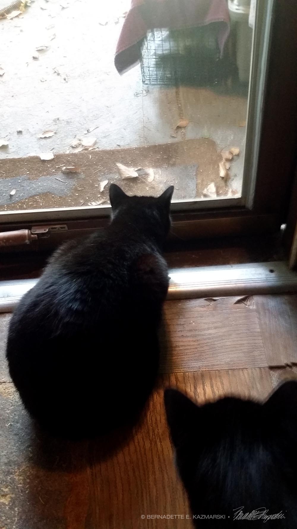 cat looking out door
