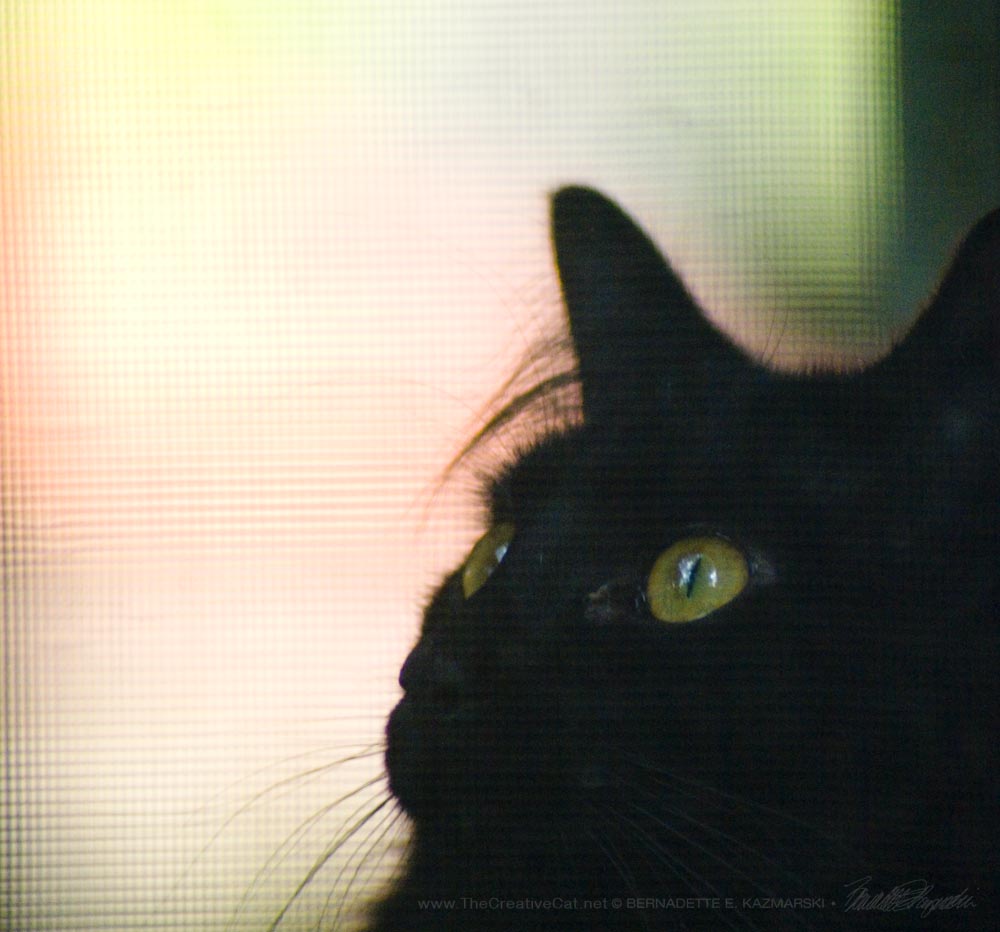 Basil watches the birds through the screen.