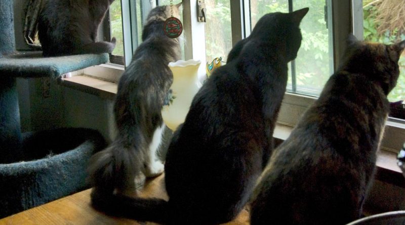 Four cats watching the bird drama.