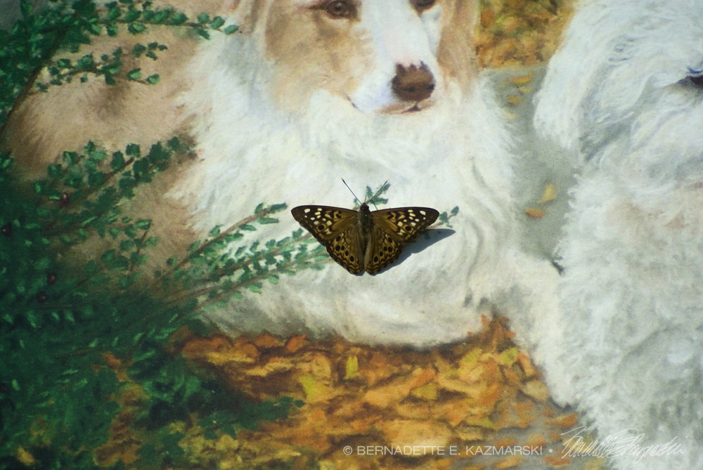 portrait of dogs with butterfly investigating