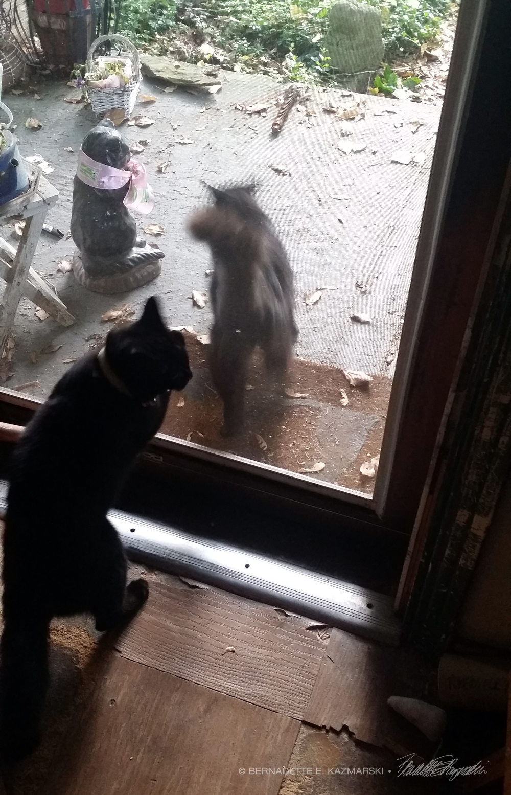 black cat at door