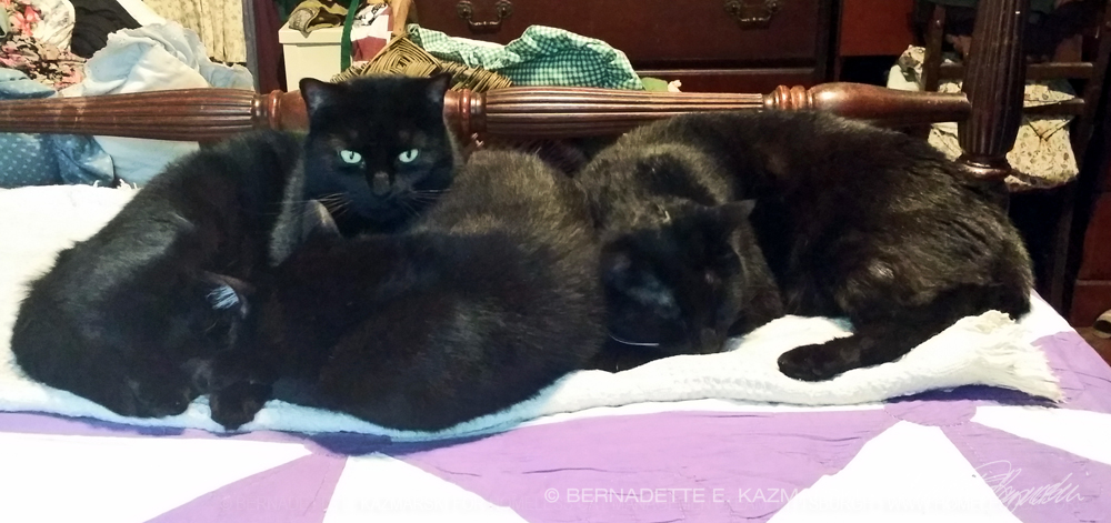 threee black cats