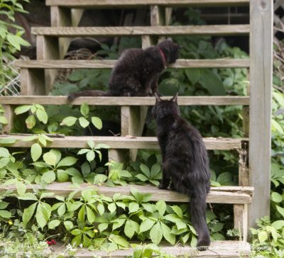 two black cats on steps