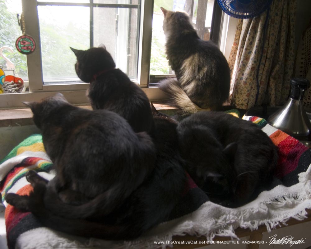Five cats on the rainbow blanket, sort of.