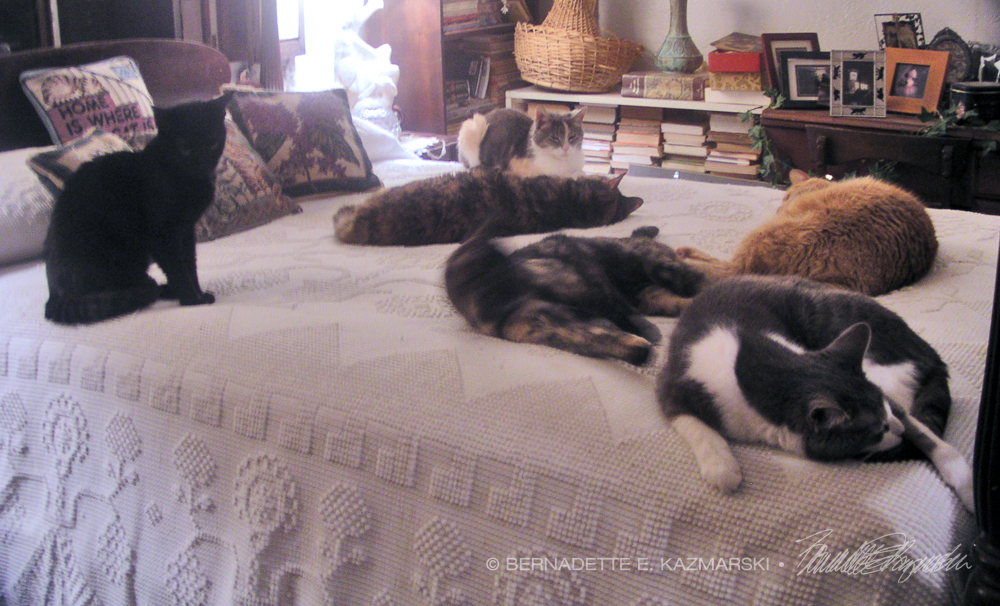 six cats on bed