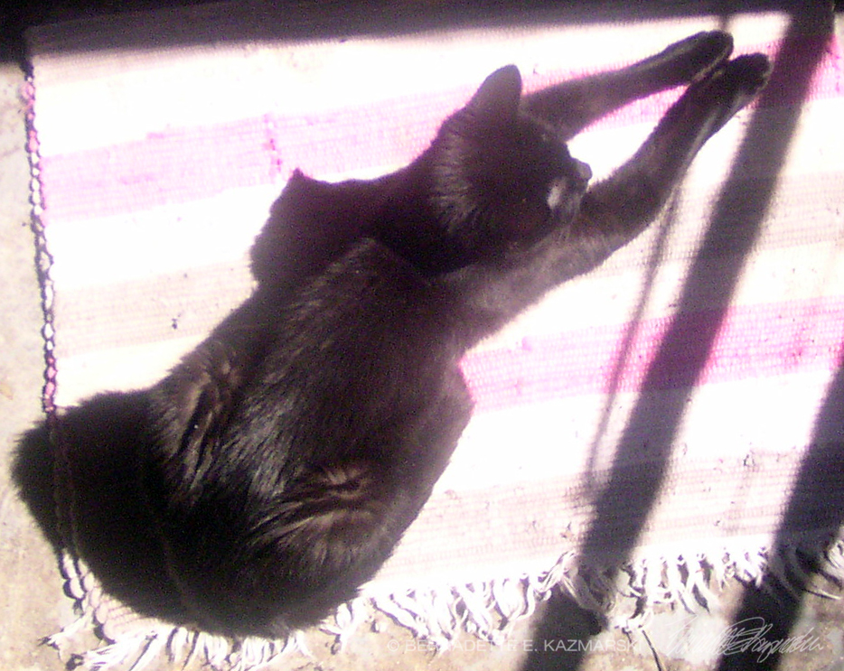 black cat on striped towel