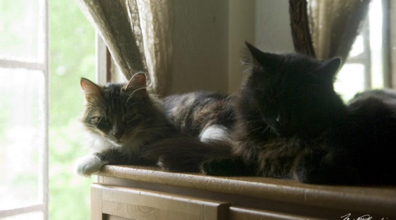 Mariposa and Hamlet enjoy a cool window on a warm afternoon.