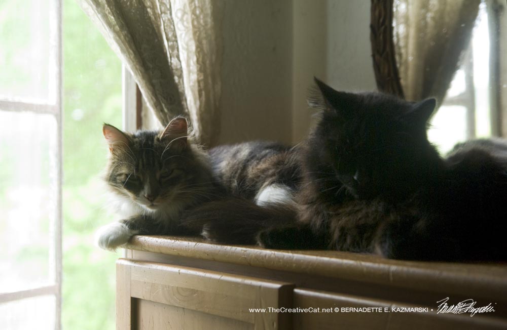 Mariposa and Hamlet enjoy a cool window on a warm afternoon.