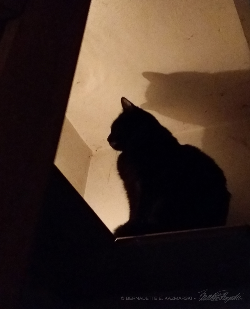 cat on shelf in silhouette