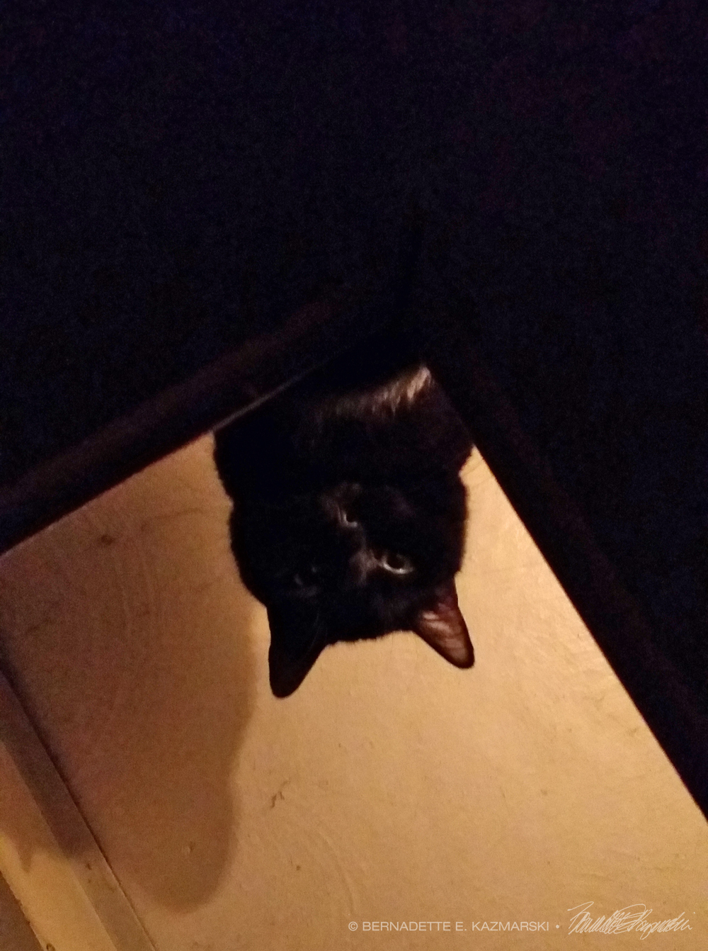 cat on shelf in silhouette