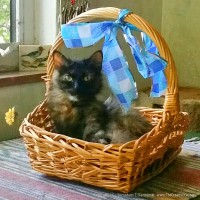 Charm being charming in the basket.