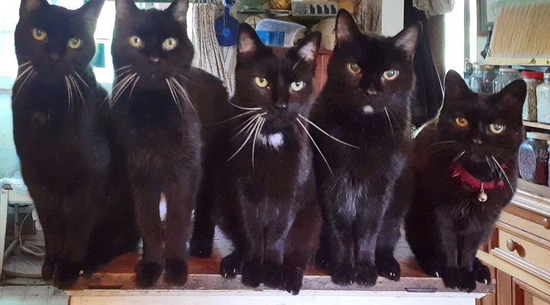 five black cats in a line