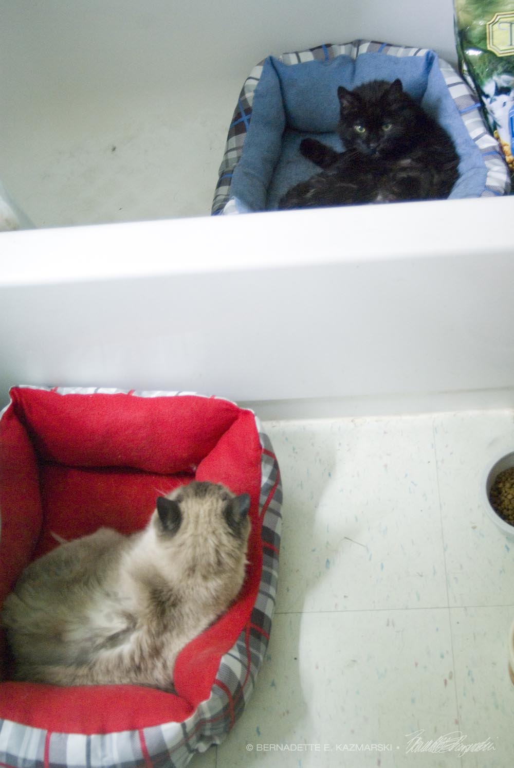 cats in cat beds