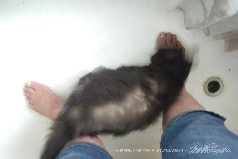 cat rubbing legs