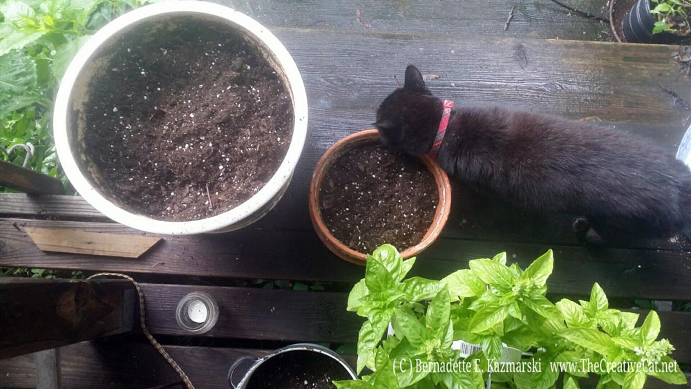Mimi approves of the basil.