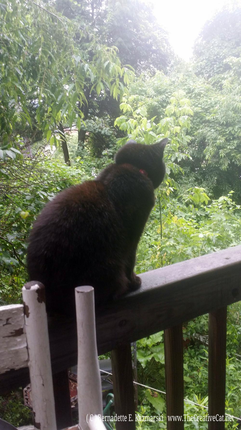 Mimi looking out on the misty morning.