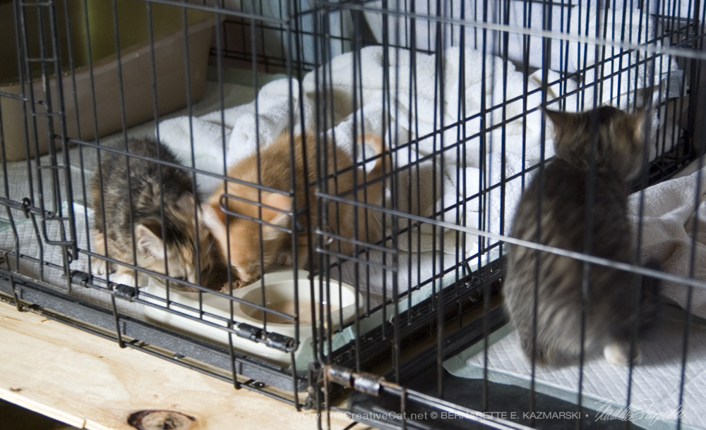 Kittens settling in the cages.