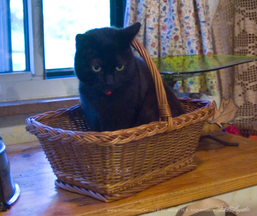 Mimi tries out the new basket.