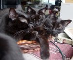 three black cats faces