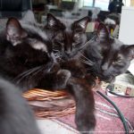 three black cats faces